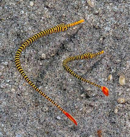 Pipefish 191516