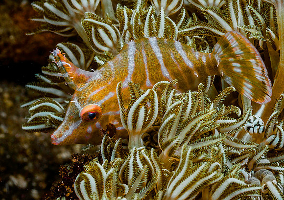 Filefish 171352