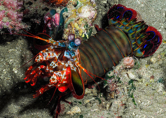 Mantis Shrimp 181458