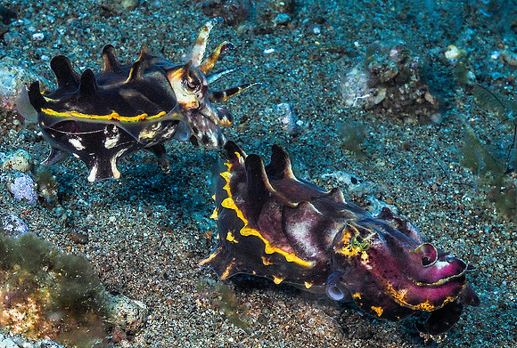 Flamboyant Cuttlefish 201720