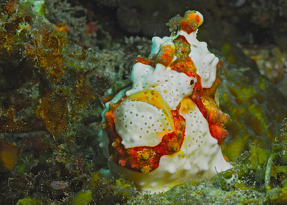 Warty Frogfish151191