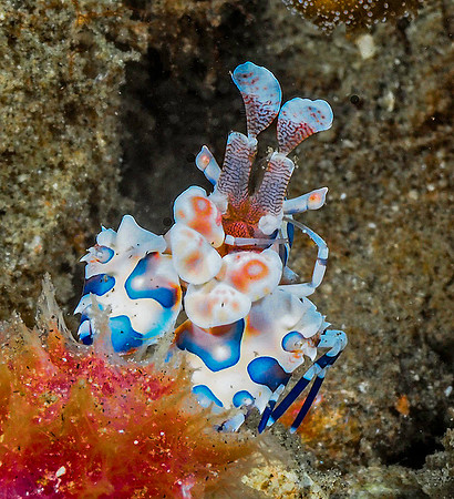 Harlequin Shrimp 191514