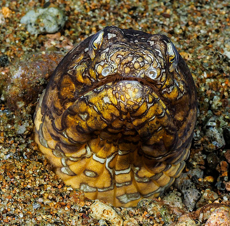 Snake Eel 171310