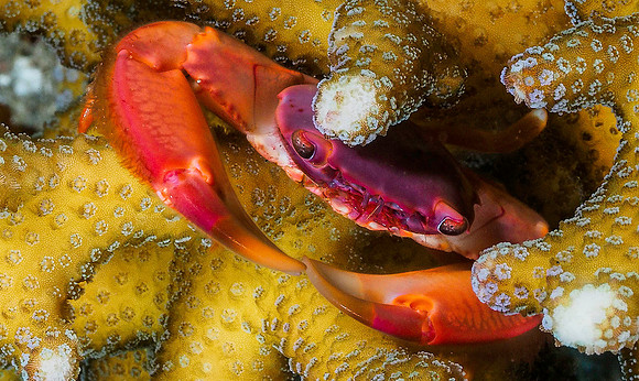 Crab171258