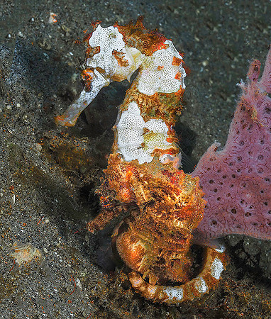 Seahorse 181392
