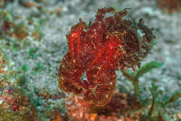 Cuttlefish1010691
