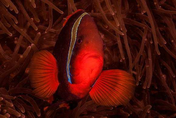 Anemonefish221833