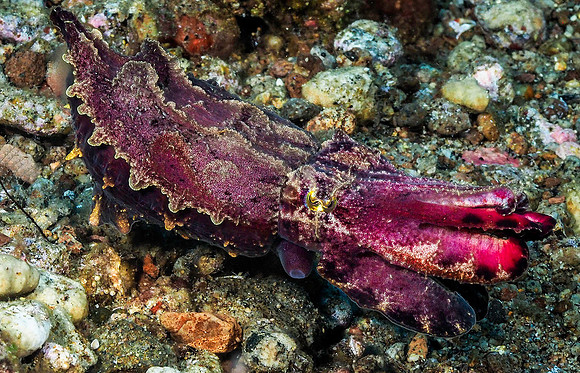 Flamboyant Cuttlefish 201676