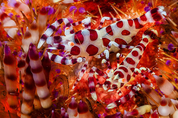 Coleman Shrimp on Fire Urchin141110