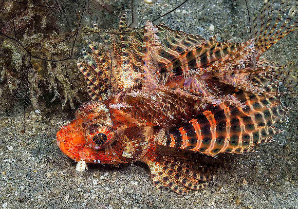 Scorpionfish 191524