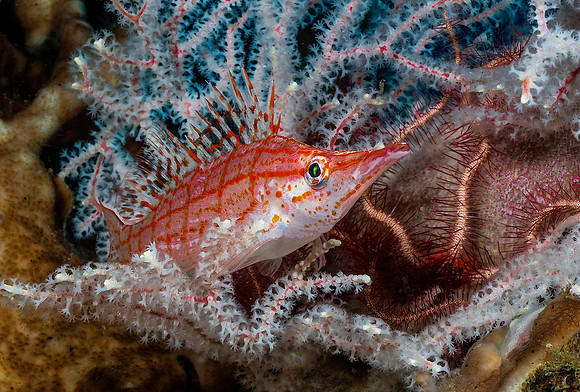 Hawkfish 201655