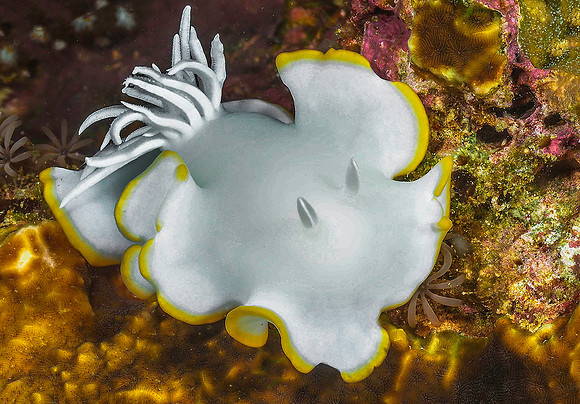 Nudibranch 131023