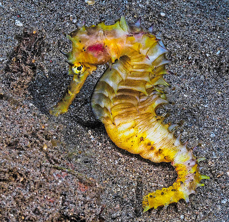 Seahorse 181378