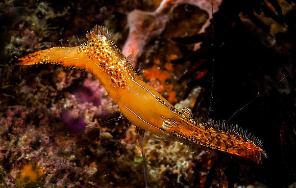 Donald Duck Shrimp 131003