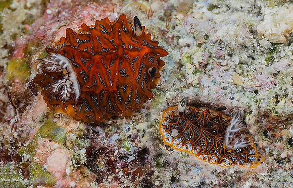 Nudibranch 141154