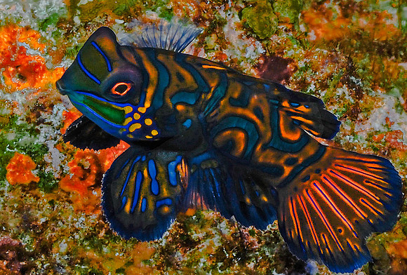 Mandarinfish 181489