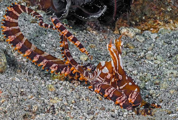 Wunderpus 191574