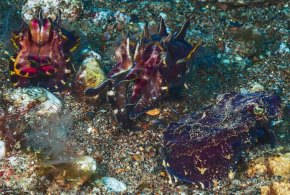 Flamboyant Cuttlefish 201723