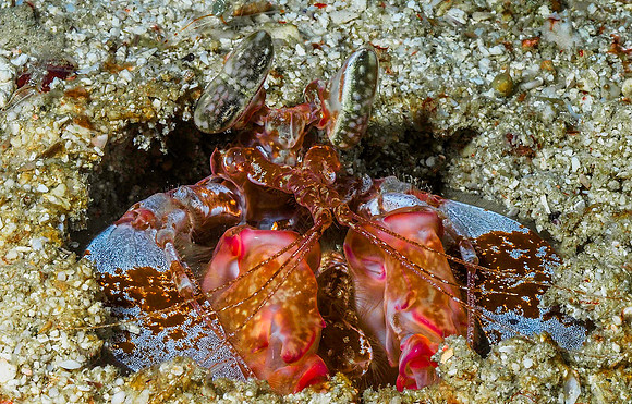 Tiger Mantis Shrimp 130959