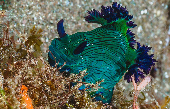 Nudibranch171240