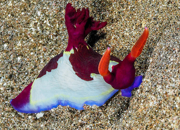 Nudibranch 171248