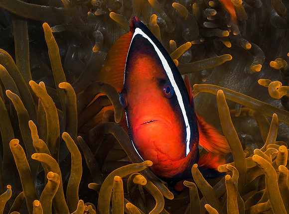 Anemonefish131032