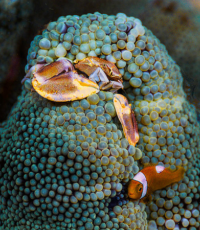 Crab & Anemonefish 1010754