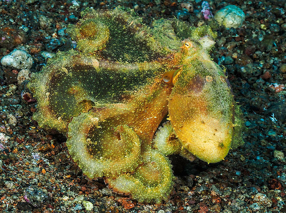 White-V Octopus 201701