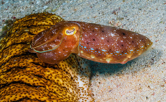 Cuttlefish 141066