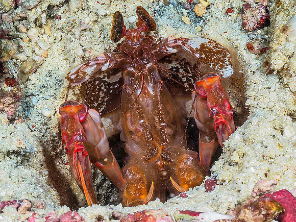 Tiger Mantis Shrimp 141047