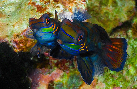 Mandarinfish 181494