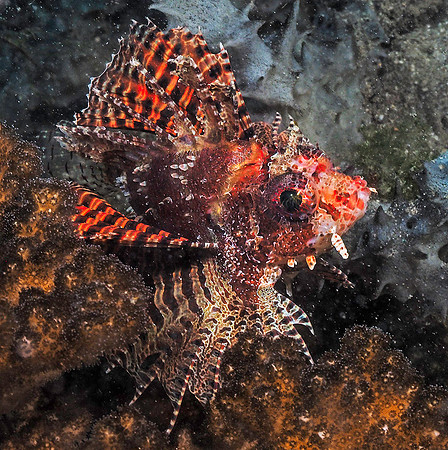 Scorpionfish 181414