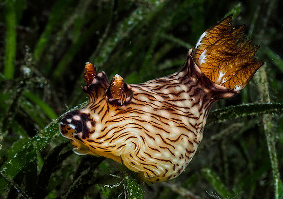 Nudibranch 171371