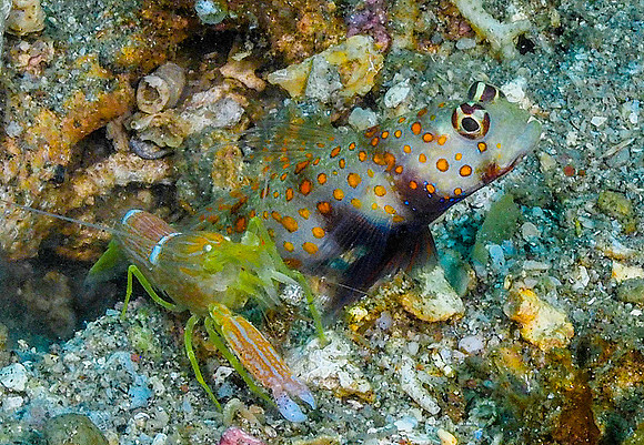 Shrimp Goby 181445