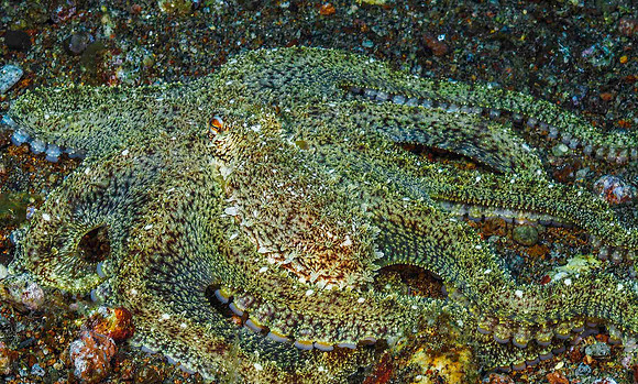 White-V Octopus201705