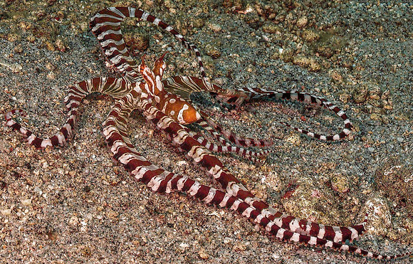 Wunderpus 191550