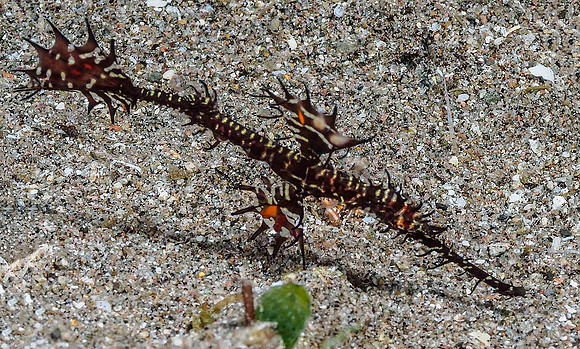 Ornate Ghost Pipefish 171354