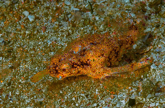 Pegasus Fish 130966