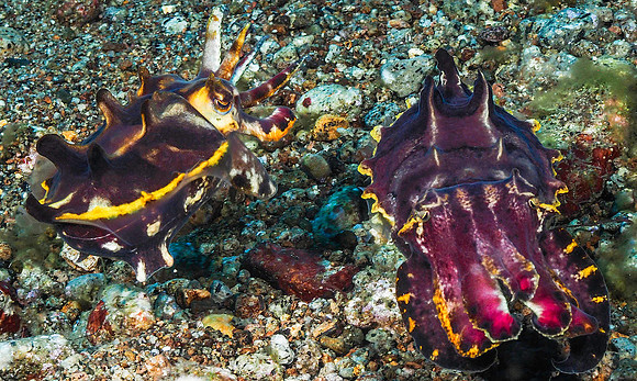 Flamboyant Cuttlefish 201716