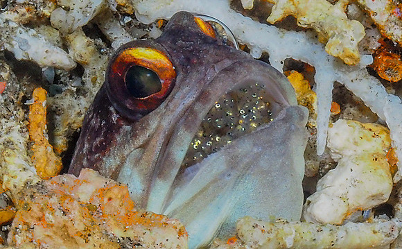 Blenny with eggs in mouth 171222