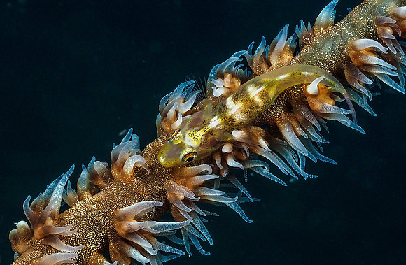 Goby 201650