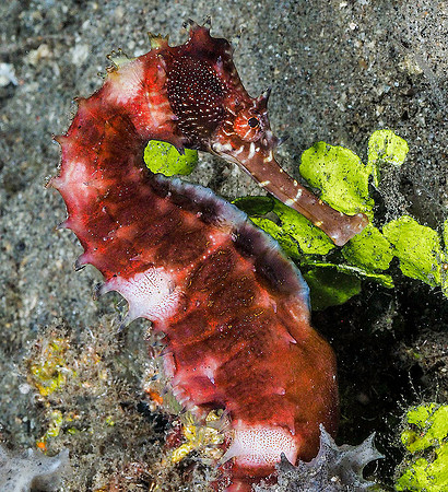 Seahorse181393