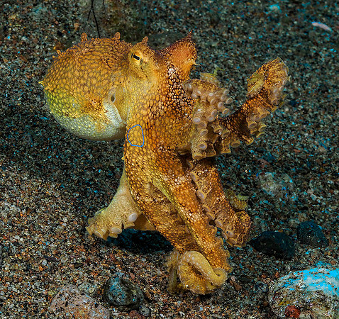 Mototi Octopus 171294