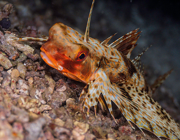 Flying Gurnard 1010786