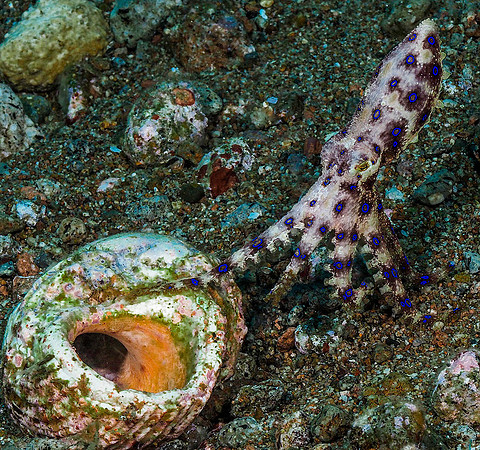 Blue-Ringed Octopus 191594