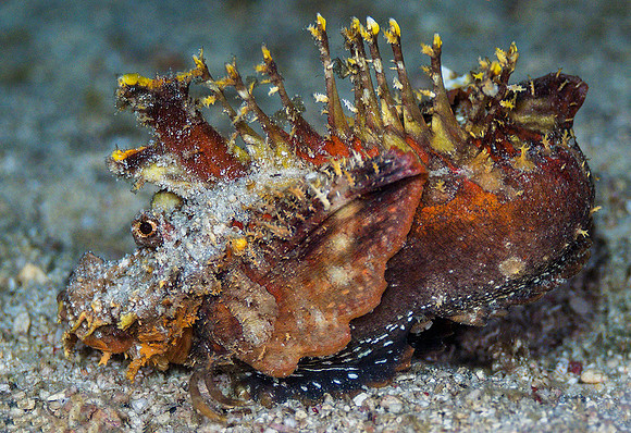 Dragonfish 1010762