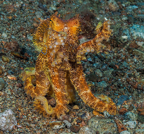 Mototi Octopus 171291