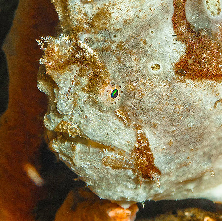 Frogfish 6207