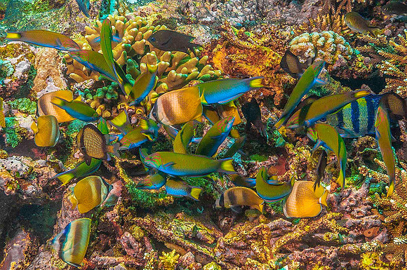 Reef 5708
