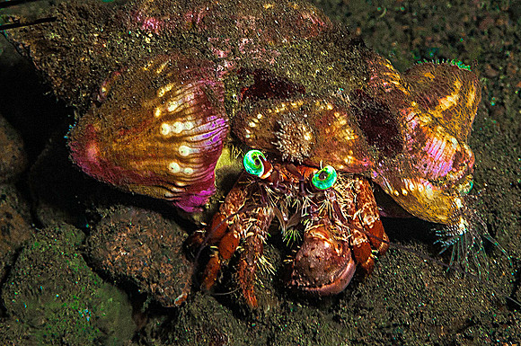 Hermit Crab 6161